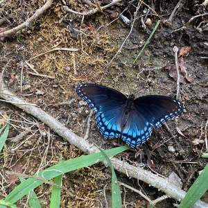 Fundraising Page: Blakeley Restin